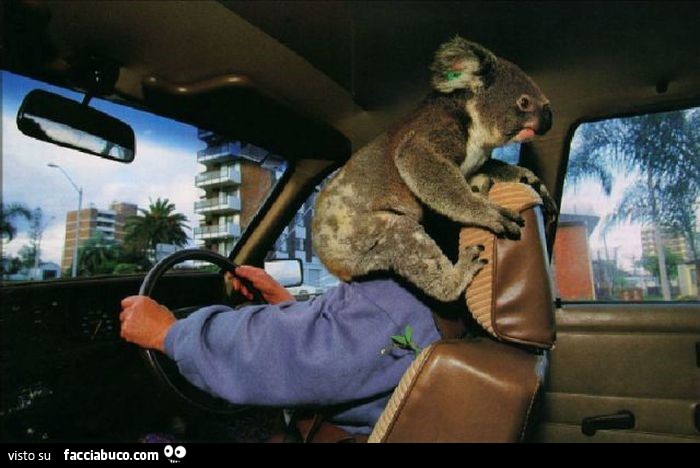 Koala sulla faccia dell'autista