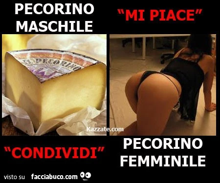 Pecorino maschile. Pecorino femminile