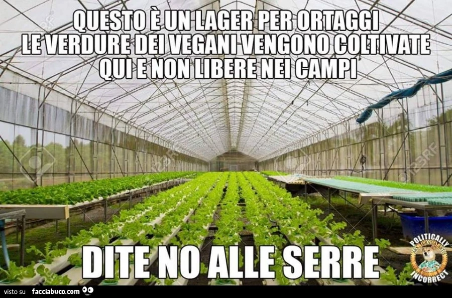 Questo è un lager per ortaggi. Le verdure dei vegani vengono coltivate qui e non libere nei campi. Dite no alle serre