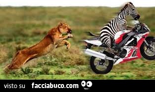 Leone segue zebra che corre su una moto