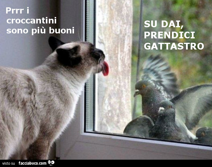 Dai, prendici gattastro! Prrr i croccantini sono più buoni