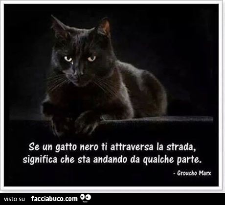 Se un gatto nero ti attraversa la strada, significa che sta andando da qualche parte