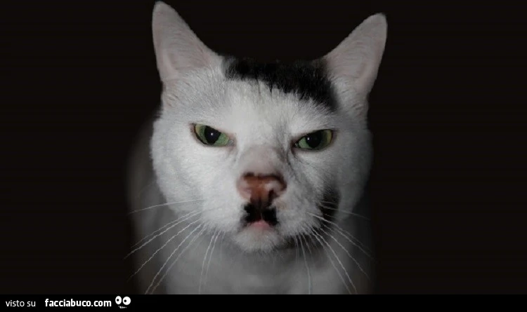 Gatto Adolf Hitler
