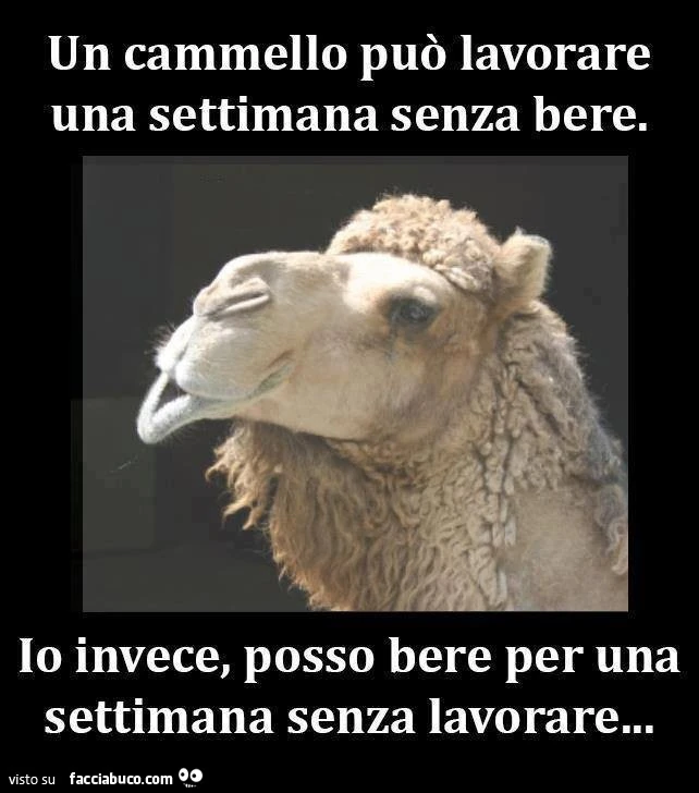 Un cammello può lavorare una settimana senza bere. Io invece, posso bere per una settimana senza lavorare