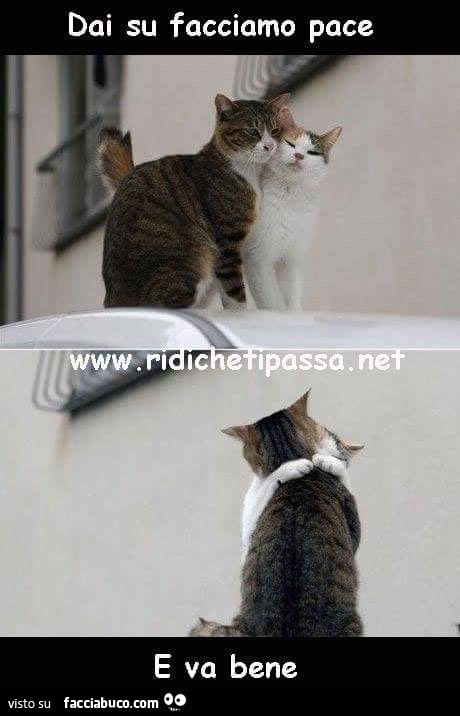 Dai su facciamo pace. E va bene. I gatti si abbracciano