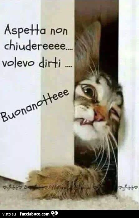 Il gatto cerca di entrare: aspetta non chiudere! Volevo dirti buonanotte