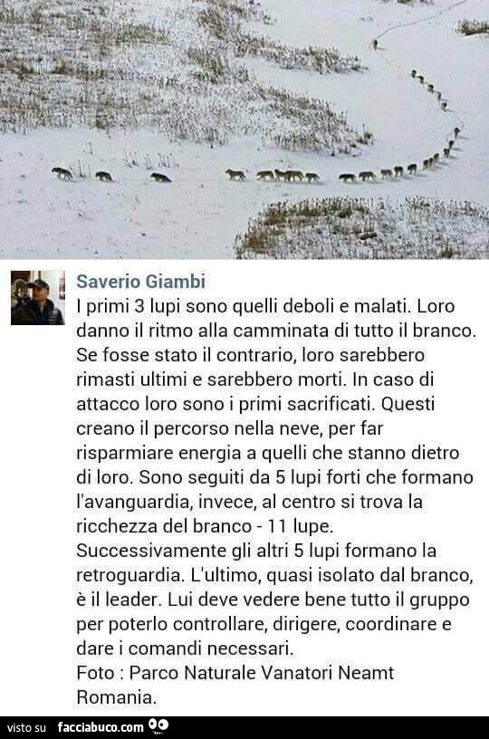 I primi 3 lupi sono quelli deboli e malati. Loro danno il ritmo alla camminata di tutto il branco. Se fosse stato il contrario, loro sarebbero rimasti ultimi e sarebbero morti