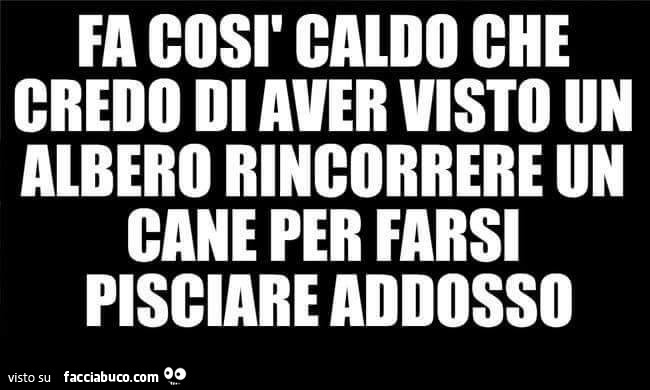 Fa così caldo che credo di aver visto un albero rincorrere un cane per farsi pisciare addosso