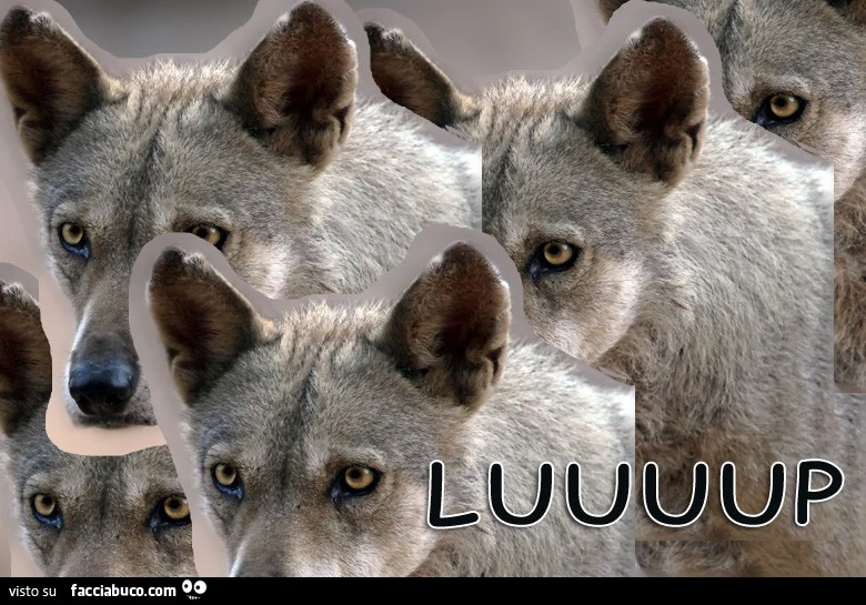 Luuuup