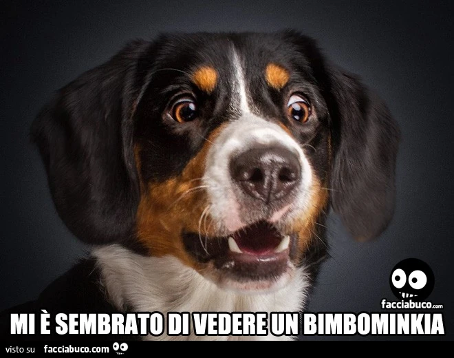 Cane con gli occhi sgranati. Mi è sembrato di vedere un bimbominkia