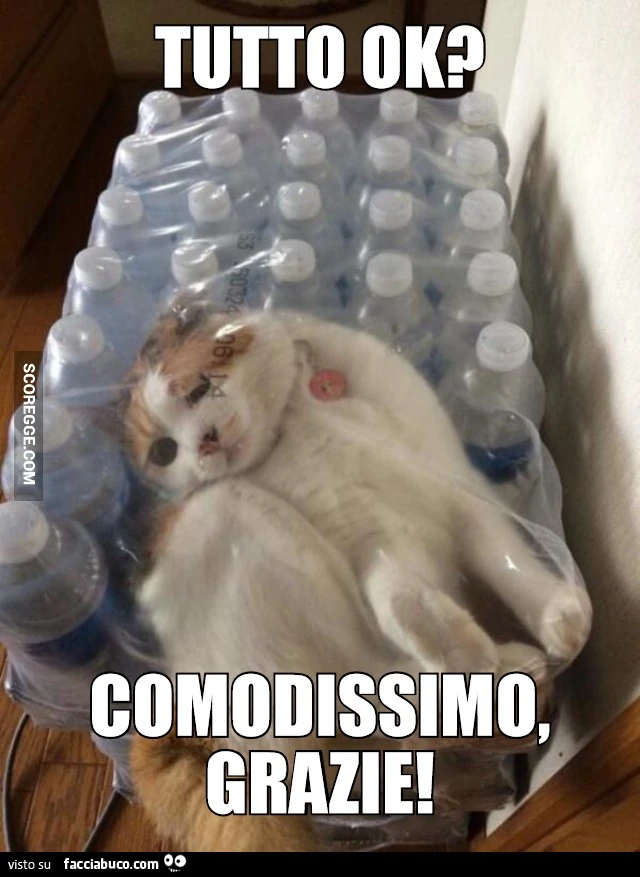 Gatto dentro la confezione di bottigliette d'acqua. Tutto ok? Comodissimo grazie