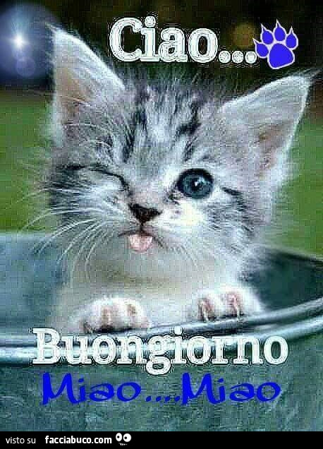 Ciao… buongiorno miao miao