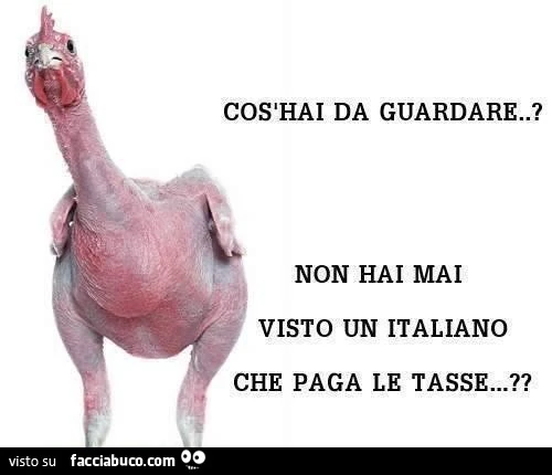 Cos'hai da guardare? Non hai mai visto un Italiano che paga le tasse?