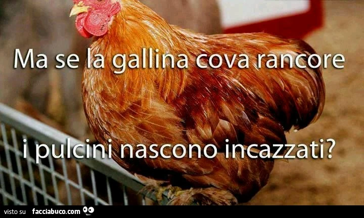 Ma se la gallina cova rancore i pulcini nascono incazzati?
