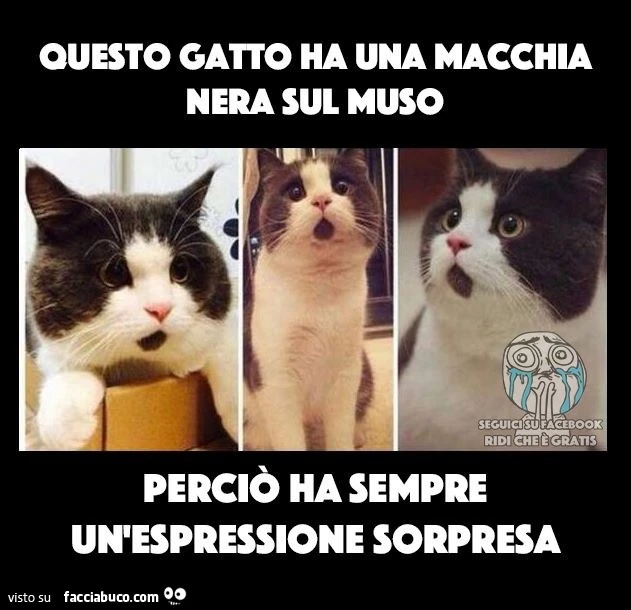 Gatto sopreso