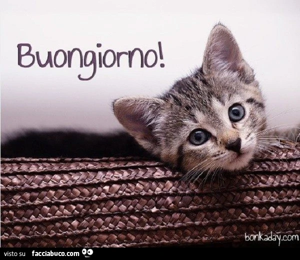 Buongiorno dal gattino