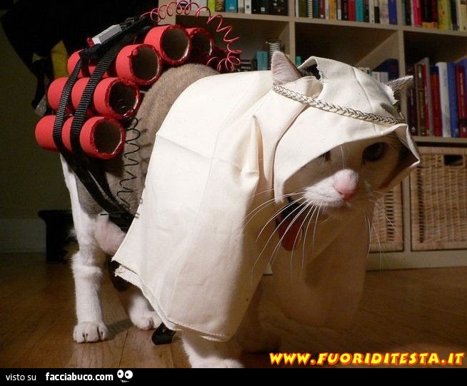 Gatto kamikaze