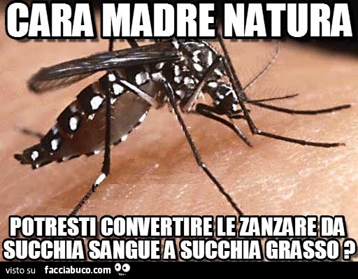 Cara madre natura potresti convertire le zanzare da succhia sangue a succhia grasso?