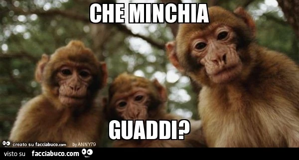 Che minchia guaddi?