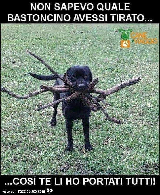 Non sapevo quale bastoncino avessi tirato&hellip; così te li ho portati tutti