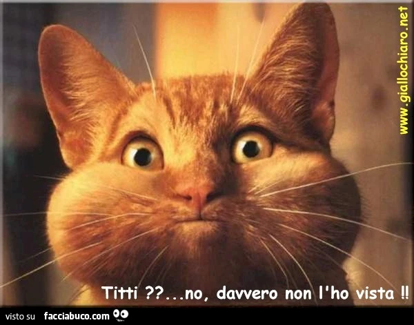 Titti? No, davvero non l'ho vista