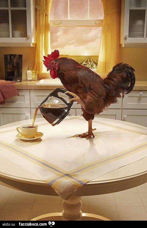 Gallo versa il caffè in una tazzina