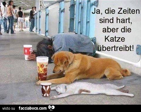 pgjc2y0x56-ja-die-zeiten-sind-hart-aber-die-katze-ubertreibt-non-mi-ricordo-chi-l-aveva-messa_b.jpg