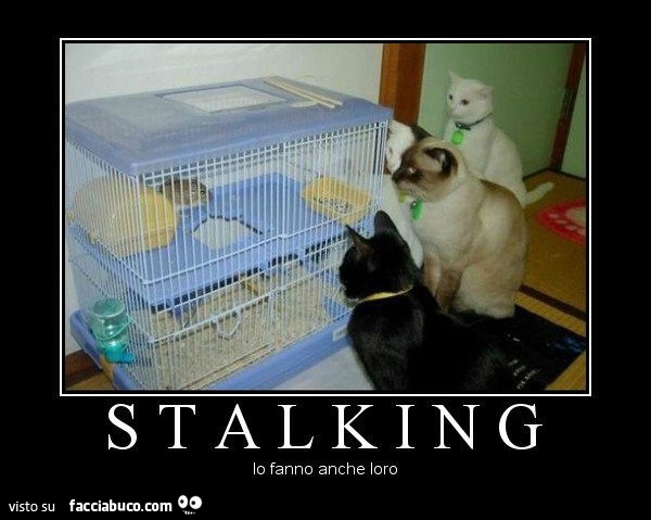 Gatti attorno a gabbia di criceti. Stalking: lo fanno anche loro