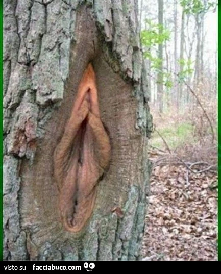 Albero con la figa