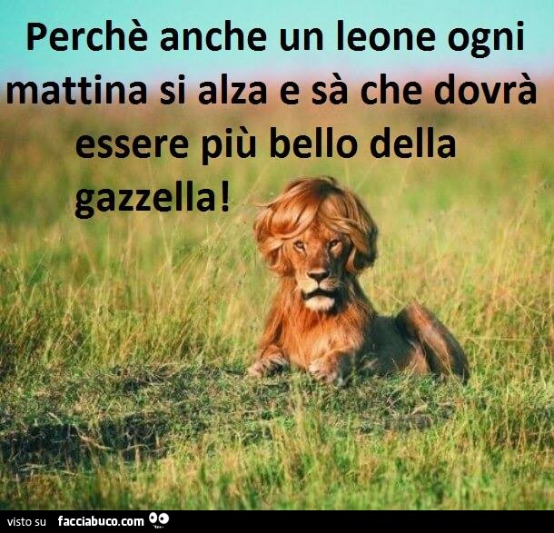 perch-anche-un-leone-ogni-mattina-si-alza-e-sa-che-dovr-essere-pi