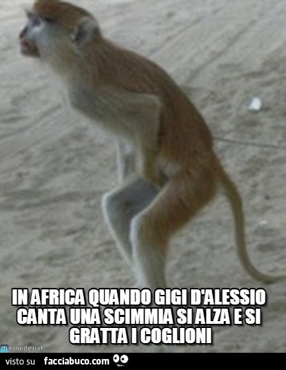In Africa quando Gigi D'Alessio canta una scimmia si alza e si gratta i coglioni