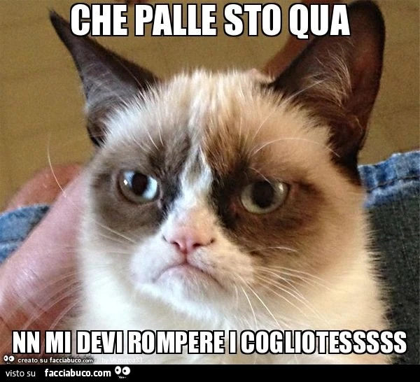 Che palle sto qua nn mi devi rompere i cogliotesssss