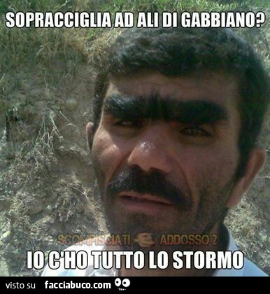 Sopracciglia ad ali di gabbiano? Io c'ho tutto lo stormo