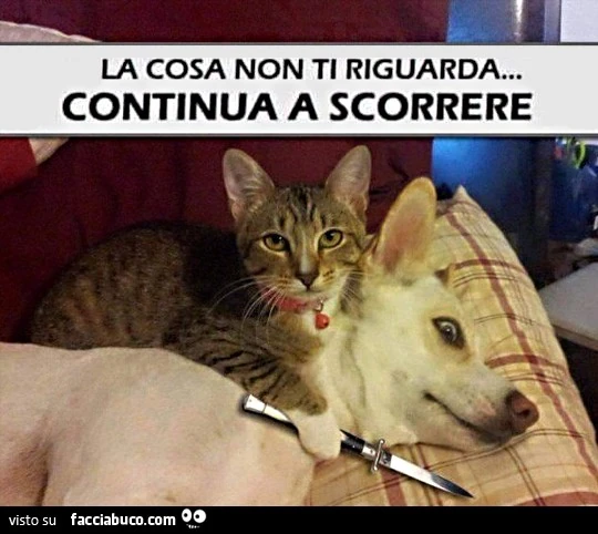 Gatto con il coltello al collo del cane. La cosa non ti riguarda&hellip; continua a scorrere