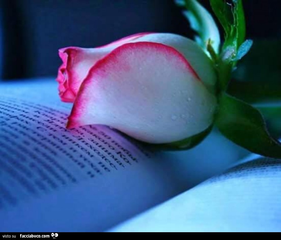Bocciolo di rosa sulla pagina di un libro