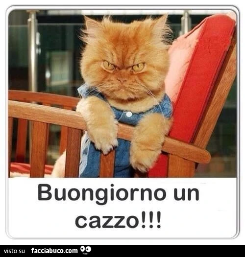 Gatto arrabbiato. Buongiorno un cazzo
