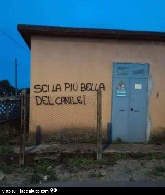 Sei la più bella del canile