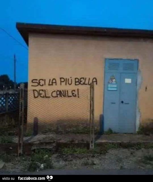 Sei la più bella del canile