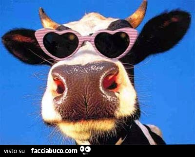 Vacca con gli occhiali da sole a forma di cuore