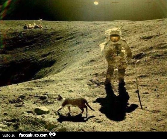 Gatto sulla luna
