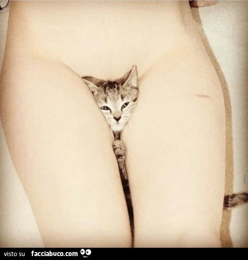 Micia tra le cosce della padrona