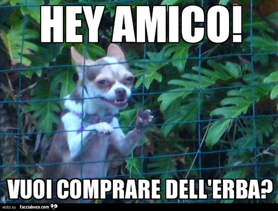 Cagnolino spacciatore. Hey amico! Vuoi comprare dell'erba?